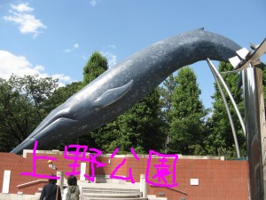 のじクジラ